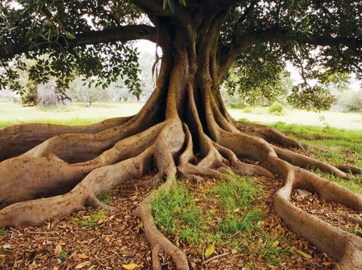 Tree with roots on the surface of the ground