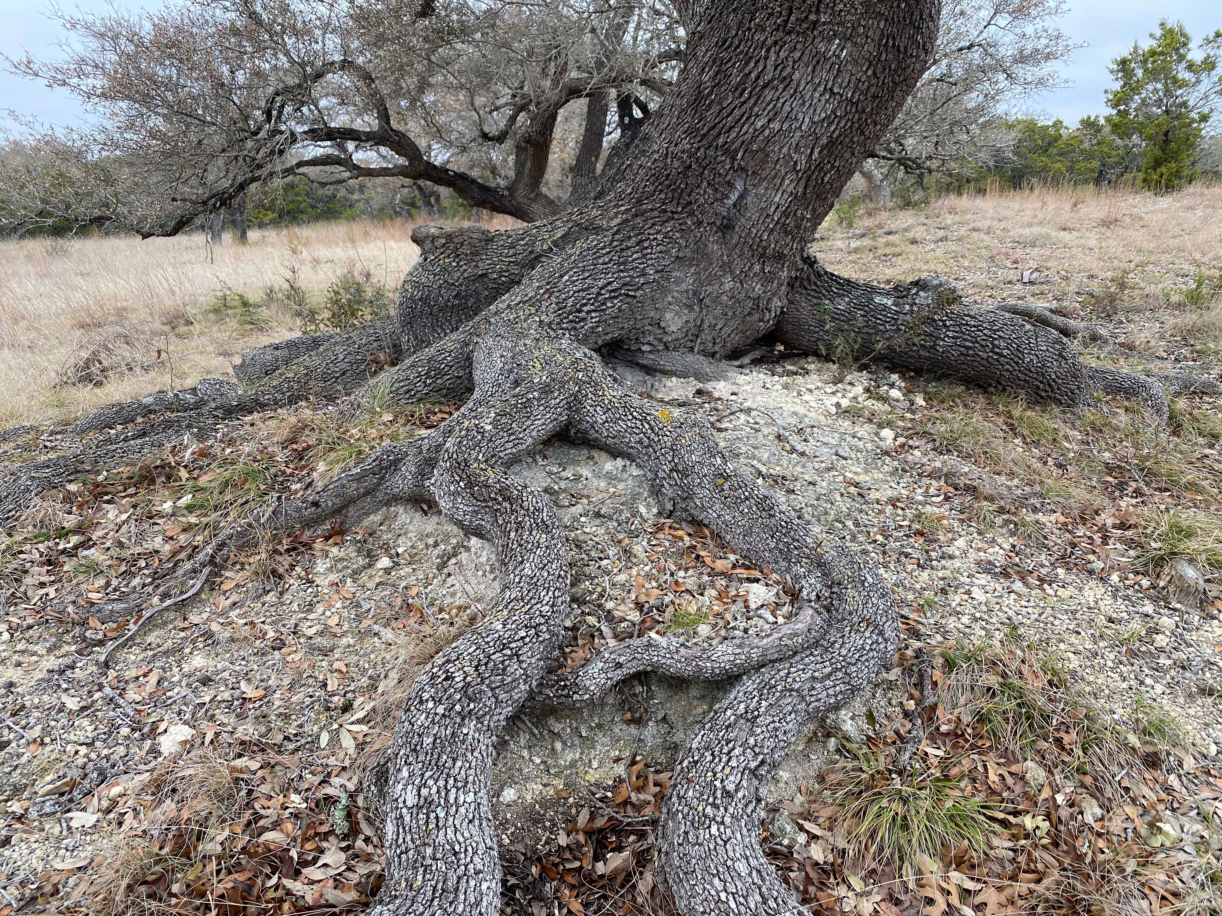 Oak tree with prominent roots